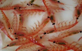 Krill: Omega 3 en estado puro