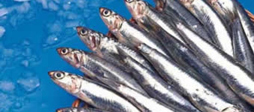 Pesqueros del norte acuerdan veda voluntaria de anchoveta por “El Niño”